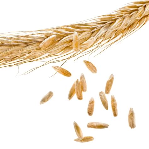 Wheat Ears Grains Stock Photo Madllen 52433247