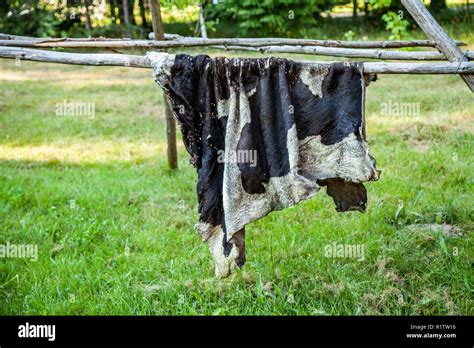 Cow Hide Bull Drying Cow Hides In Nature Stock Photo Alamy