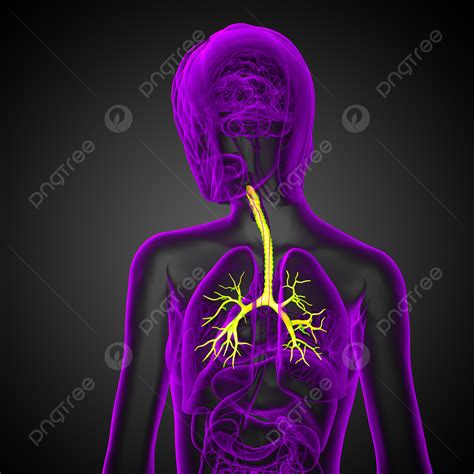 3d Medical Illustration Of The Male Bronchi Physiology Brounchus Lung