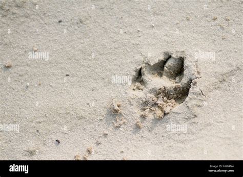 Dog paw print in sand with copy space Stock Photo - Alamy