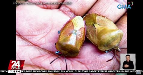 Why Do Stink Bugs Smell Bad Kuya Kim Answers Gma News Online