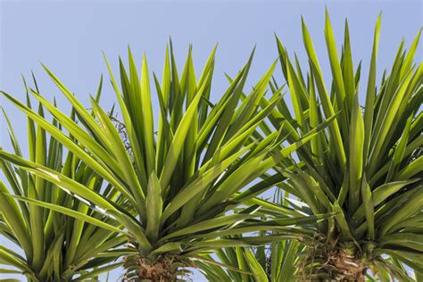 Spiky Leaves Images Browse 650 Stock Photos Vectors And Video