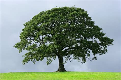 Oak Tree Stock Photos Free Royalty Free Stock Photos From