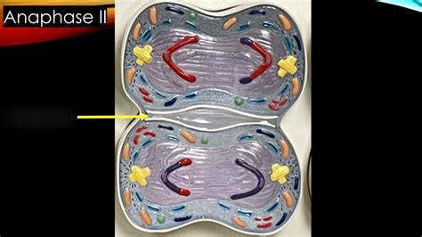 anaphase II Diagram | Quizlet