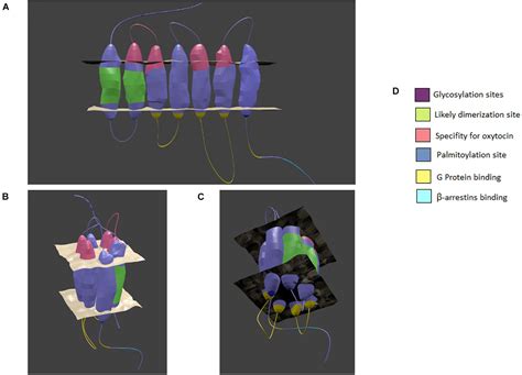 Frontiers Oxytocin Receptor Signaling In Vascular Function And Stroke