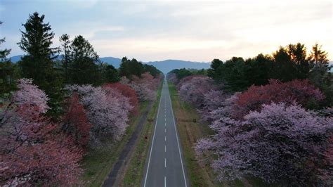 ドローン 二十間道路の桜並木を空撮 北海道 新ひだか町 Drone Hokkaido Japan Row Of Cherry