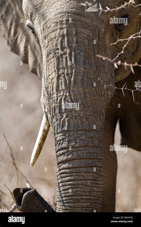 Portrait Of A Female African Elephant Walking Through A Mopane Thorn