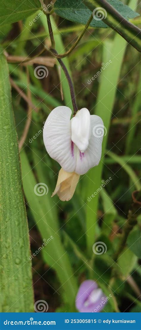 Hydnora Africana Flower Wild Forest Stock Image - Image of flower, herb ...