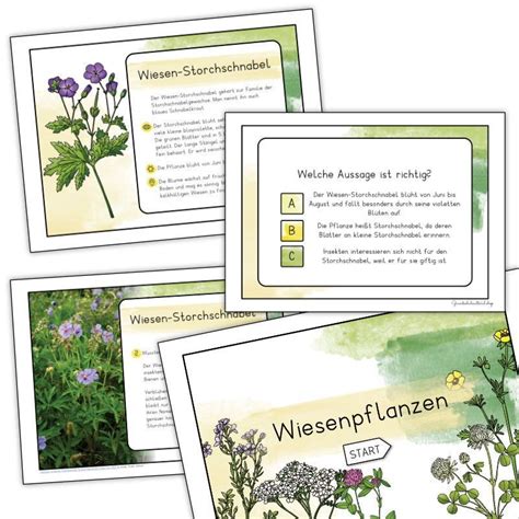 Wiesenblumen Grundschule Digital Interaktives Pdf