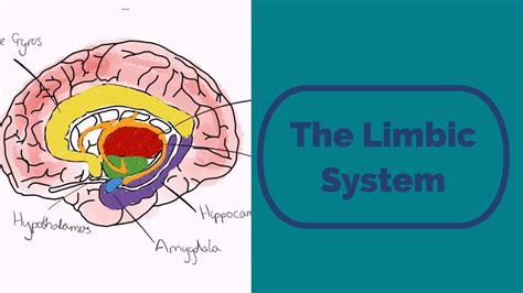 Images Of Limbic System