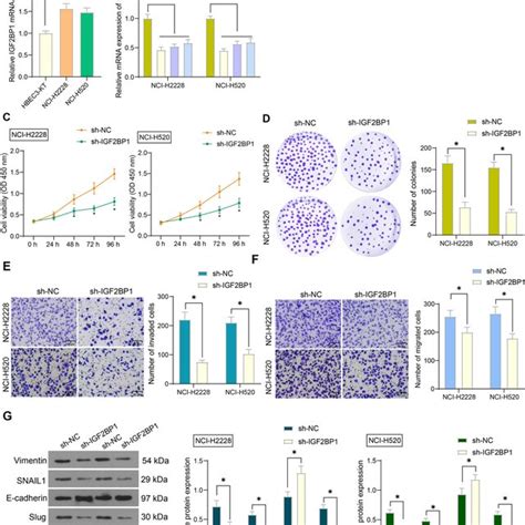 Igf2bp1 Knockdown Suppresses The Malignant Phenotype Of Nsclc Cells In