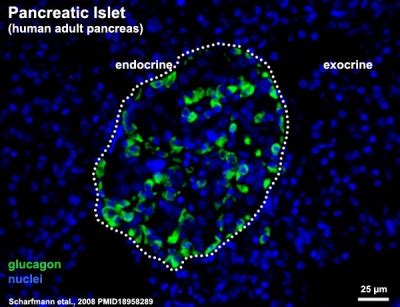 Gastrointestinal Tract Pancreas Histology Embryology