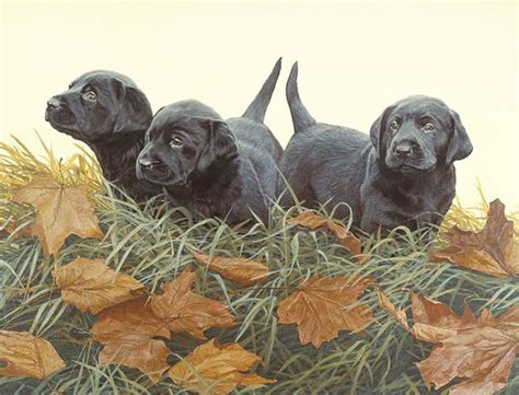 Triplets Lab Puppies Black Lab Puppies Puppies