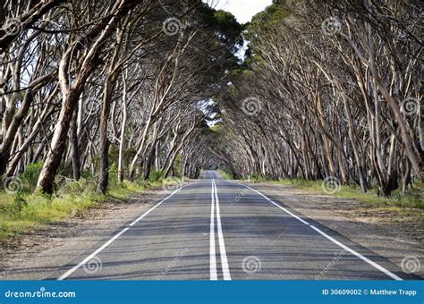 Tree Lined Road On Kangaroo Island Stock Photography Image 30609002