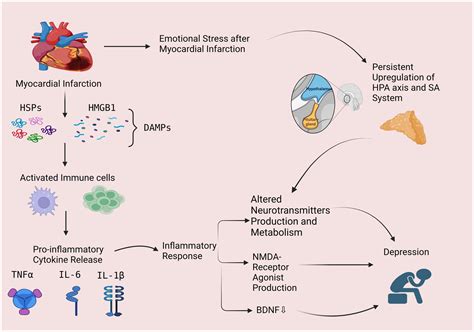 Frontiers Pathophysiological Mechanisms Of Post Myocardial Infarction