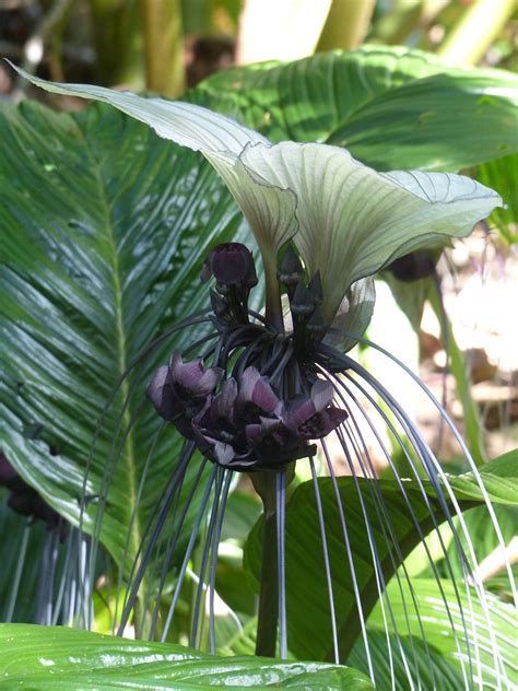 Tacca Integrifolia White Bat Flower Rare SEEDS Seeds