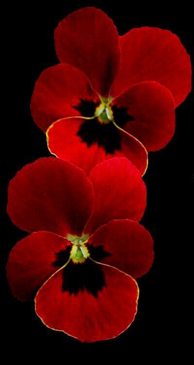 Pin By Christiane Ghanem On Petals Pods Portraiture On Black