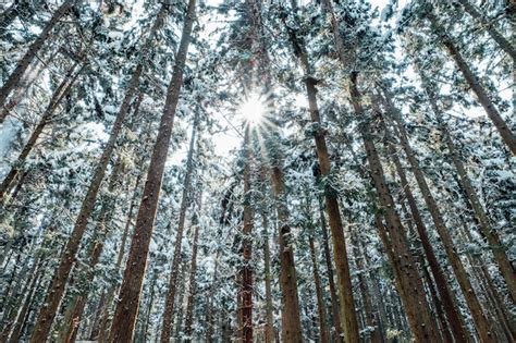 Free Photo | Snow forest in japan