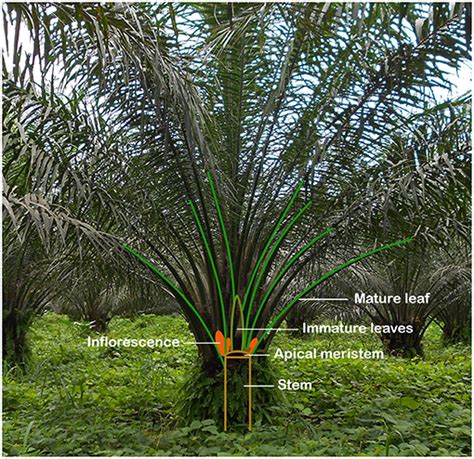 Oil Palm Tree Structure