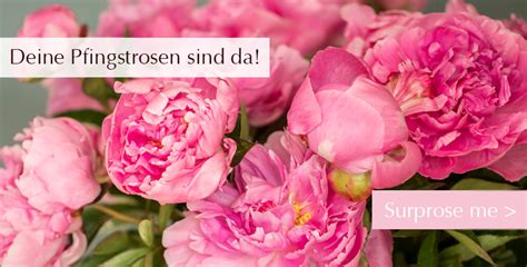 Surprose De Rosen Online Bestellen Rosenversand De