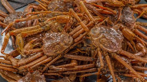 Why Have Billions Of Snow Crabs Disappeared From Alaskan Waters