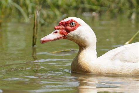 canard de barbarie blanc en gros plan dans des marécages naturels