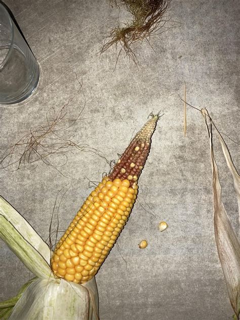 The Dark Bit Of The Corn Means That It Didn’t Get Fecundated Fertilized Or Am I Wrong R Corn