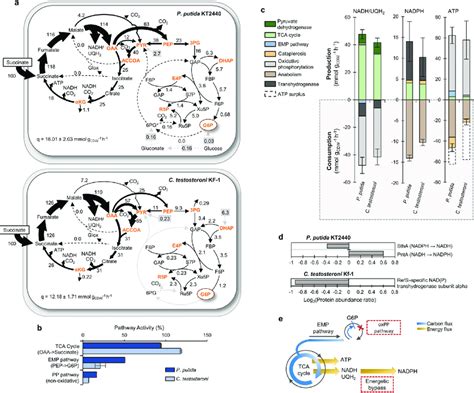 13 C Metabolic Flux Analysis Of Carbon And Energy Flux Partitioning In