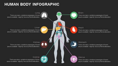 Human Body Powerpoint Template Keynote Slidebazaar