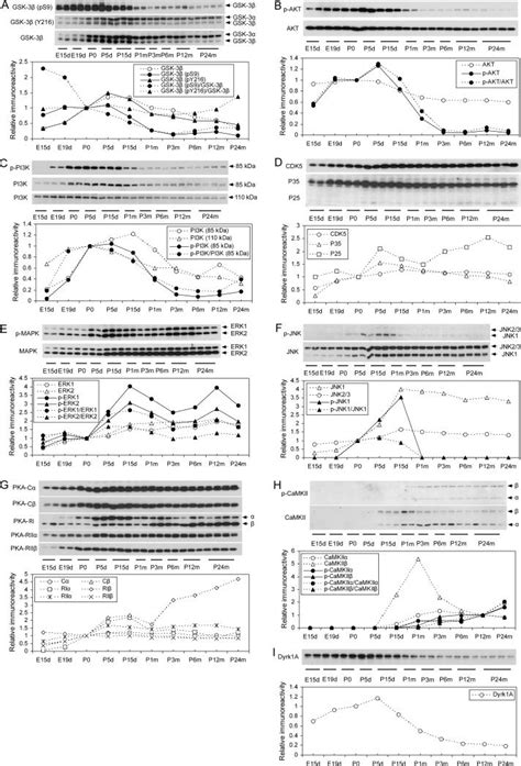 Developmental Regulation Of Tau Phosphorylation Tau Kinases And Tau