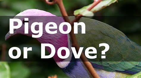 What is the difference between a Dove and a Pigeon?