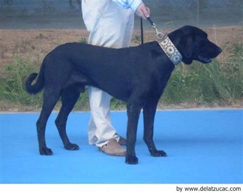 Ca De Bestiar Perro De Pastor Mallorqu N Perros Raza