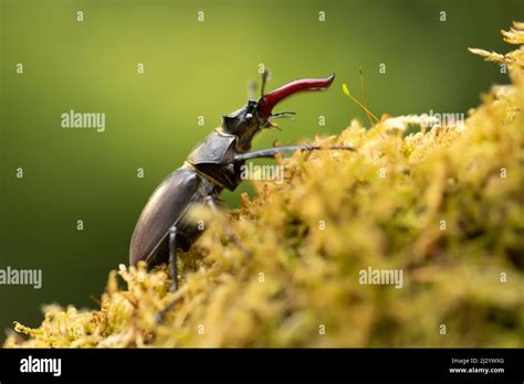 Escarabajo macho del ciervo Lucanus cervus con agrandar mandíbula