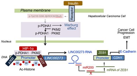 Biomedicines Free Full Text Pyruvate Dehydrogenase A1 Phosphorylated By Insulin Associates