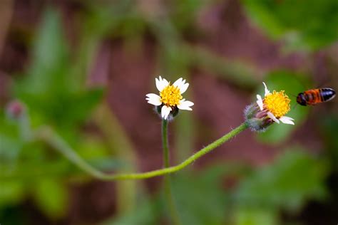 Grass Flower Plant Free Photo On Pixabay Pixabay