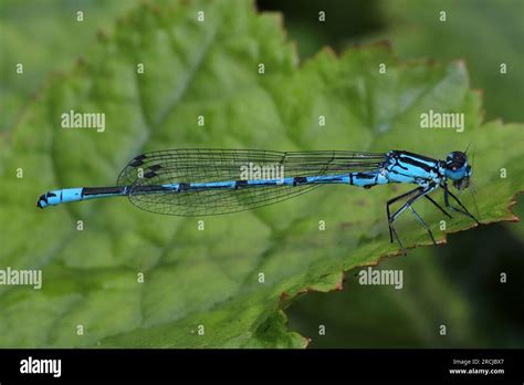 Azure Damselfly Coenagrion Puella Stock Photo Alamy