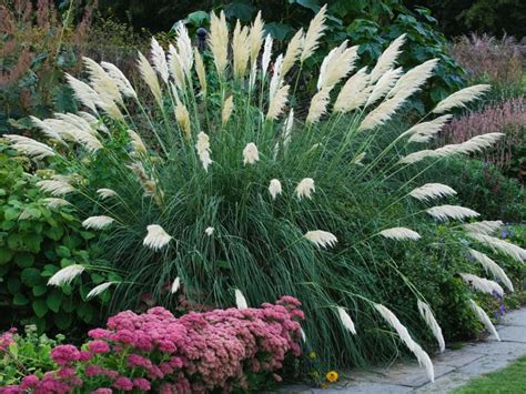 21 Of The Best Ornamental Grasses To Add Unbeatable Texture To Your