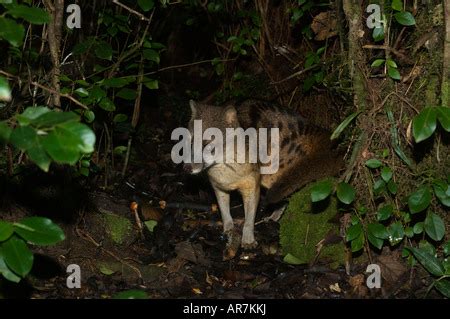 Fanaloka Or Malagasy Striped Civet Fossa Fossana Ranomafana National