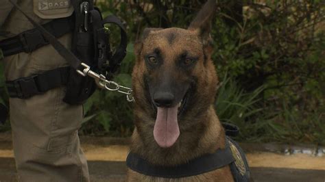 Veja Como é O Trabalho Dos Cães Farejadores Da Polícia Rodoviária