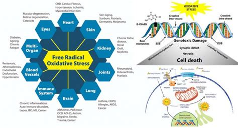 Oxidative Stress Activates Neurons That Control Sleep Function Https