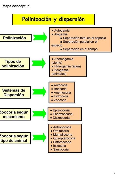 9 Realiza un mapa conceptual explicando el proceso de polinización