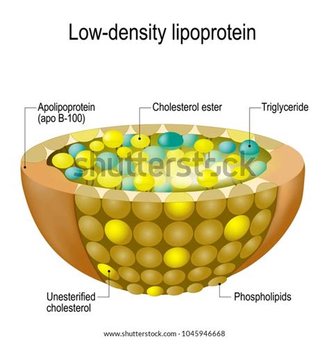32 Apolipoprotein B Images Stock Photos 3d Objects And Vectors