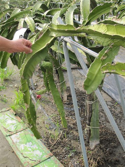 Estudiando Agricultura En Taiw N Pitahaya Ra Z Lavada