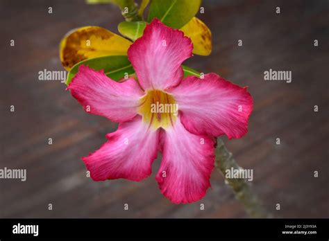 Pink Flowered Adenium Flowering Plant Adenium Commonly Known As Desert