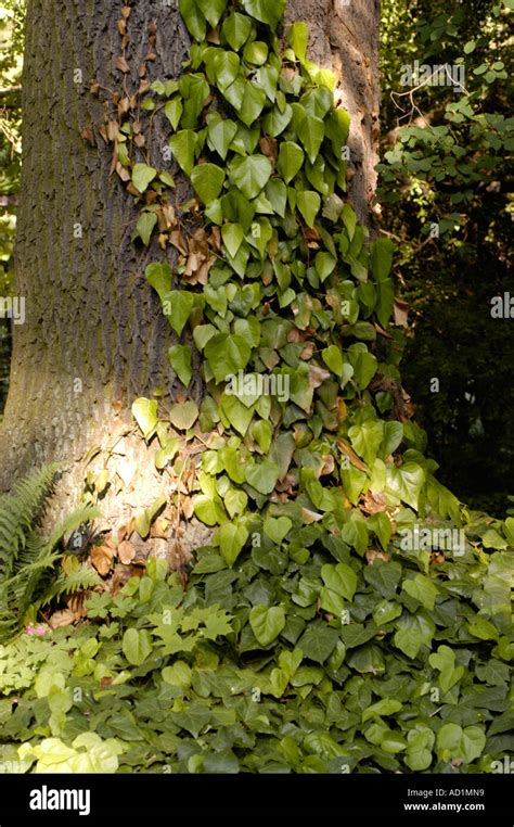 Persian Ivy Hedera Colchica Growing On The Big Tree Stock Photo Alamy