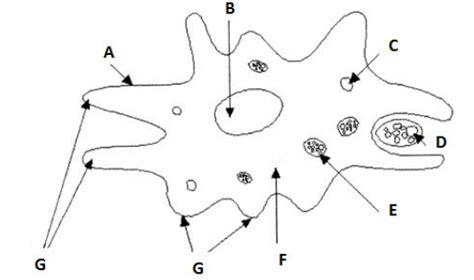 Reynolds Bio I Semester 2 Final Exam Amoeba Kingdom Protista Diagram Quizlet