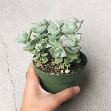 Crassula Ivory Towers Crassula Conjuncta Succulent For Sale Succulents Succulents For Sale