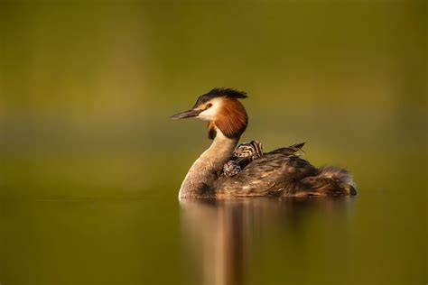 Spectacular Winning Images Of The British Wildlife Photography Awards ...