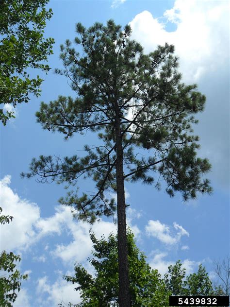 Loblolly Pine Pinus Taeda