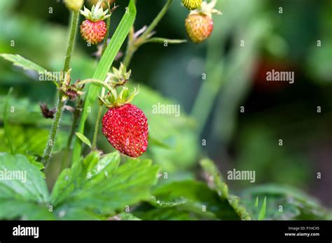 Fresa Silvestre Planta Con Hojas Verdes Y Frutos Rojos Maduros